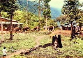 Mae Sa Lit elephants 1