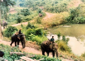 Mae Sa Lit elephants 2