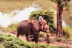 Mae Sa Lit elephants 3