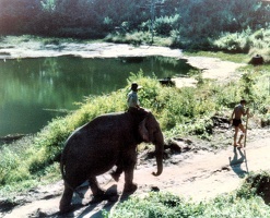 Mae Sa Lit elephants 4