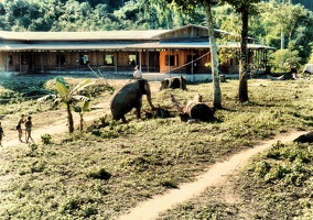 Mae Sa Lit elephants 5